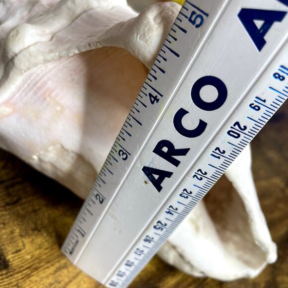 Horned Conch Shell Natural Beach House Decor Cream 8.5" x 5" Seashell Ocean - Picture 15 of 16